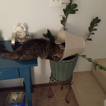 Cat pushing a lamp into a plant.