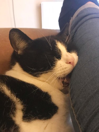 Cat fell asleep biting someone