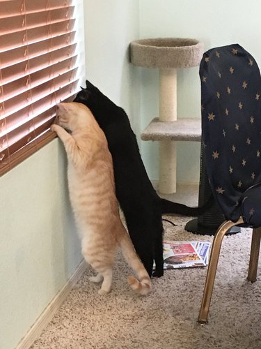cats standing on two legs looking out window