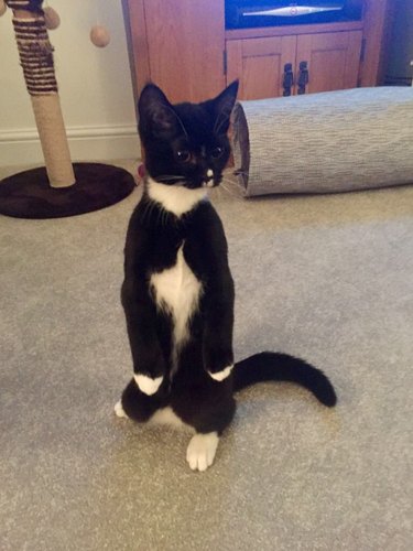 cat stands upright like person