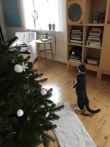 cat stands upright next to Christmas tree