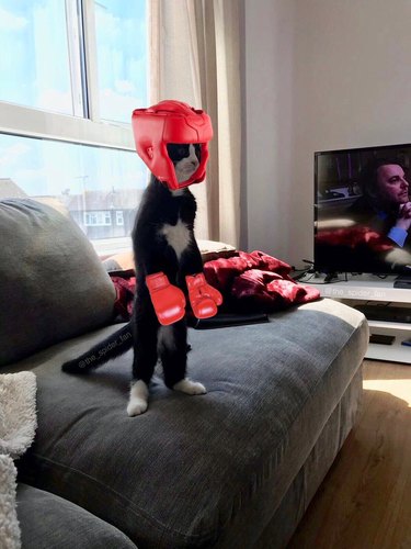 cat photoshopped to look like boxer