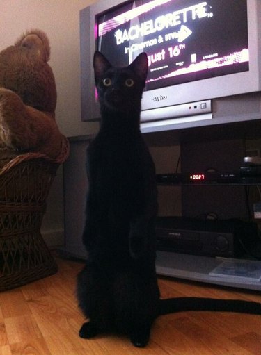 cat named Merlin standing upright