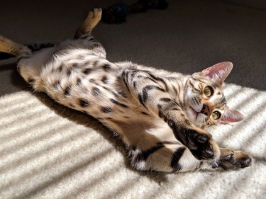 Bengal cat stretching in stripes of sunlight