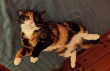 Calico cat laying on their back