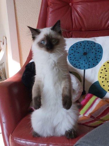 siamese cat standing on rear legs