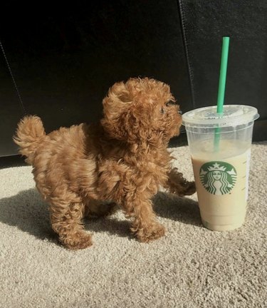 Small brown puppy standing next to a Starbucks drink.