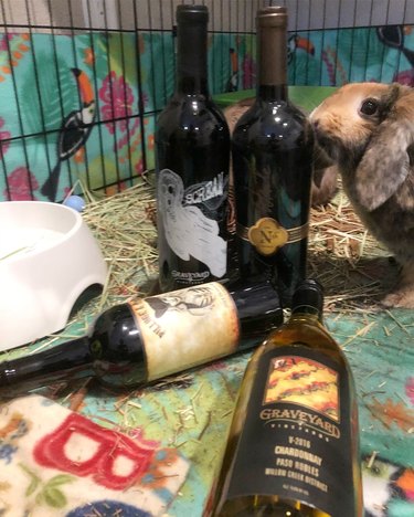 rabbit sniffing a wine bottle