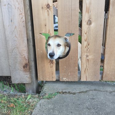 hole in fence cut with ears for dog