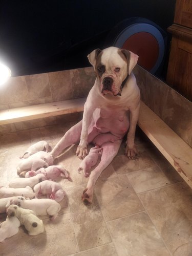 exhausted dog mom watching over litter of puppies