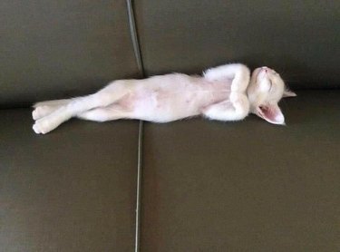 White kitten sleeping on their back with back paws stretched out and crossed over