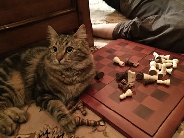 Cat sitting on a chess board