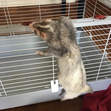 ferret tries to escape from cage