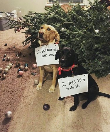 dogs knock christmas tree over