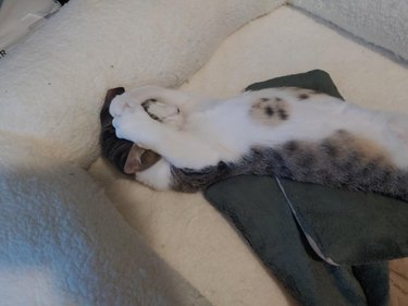 Cat with a chocolate chip cookie shaped spot on their stomach