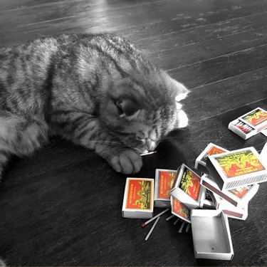 cat stares at matchbooks