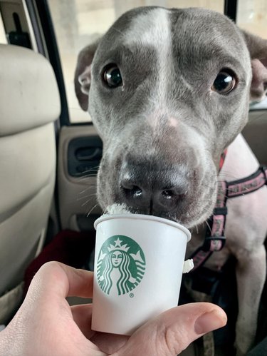 Gray dog with happiness in their eyes as they enjoy a puppucino.