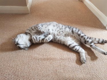 Cat laying on their side with their belly exposed