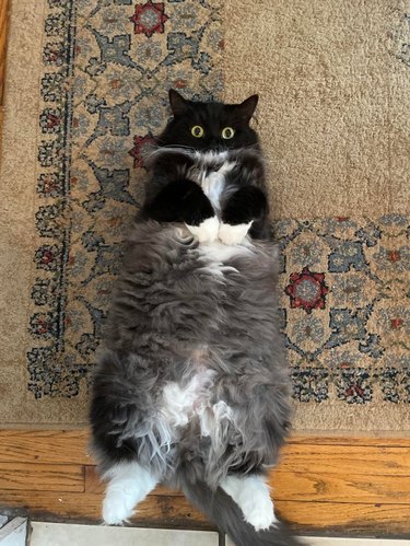 Very fluffy cat laying on their back