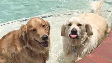 two dogs in a pool