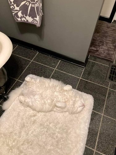 Fluffy white cat camouflaged on fluffy white rug.