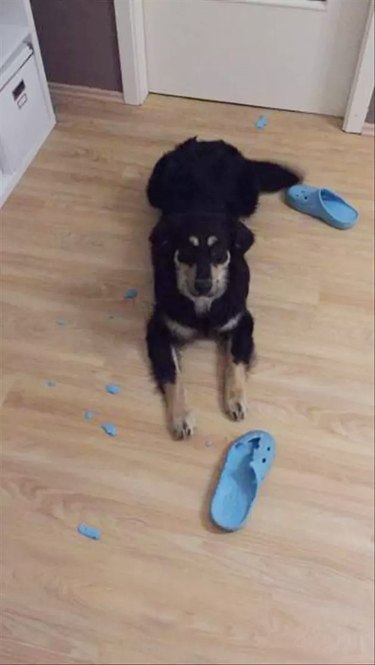 Dog ate Crocs