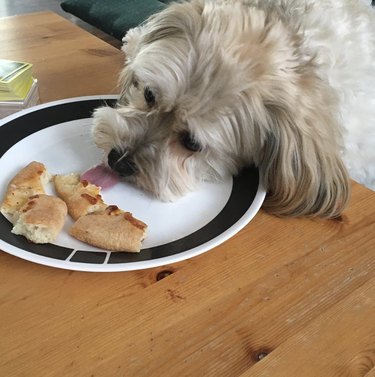 Havanese dog licking a plate with pieces of pizza crust.