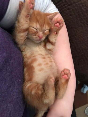 Ginger kitten with swollen belly
