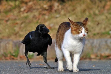 A crow and an annoyed cat