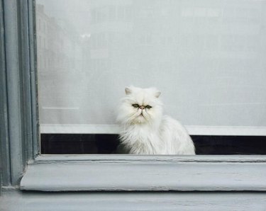 cat in window