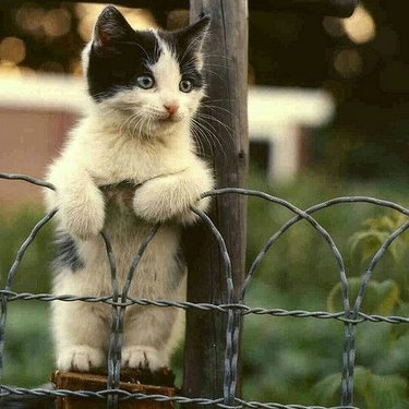 cat waits by fence for person