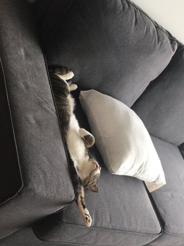 cat stretched out on floor