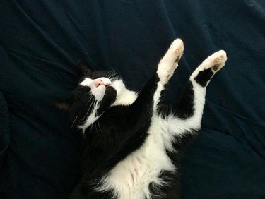 cat stretched out on floor