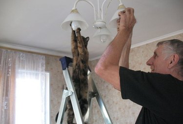 cat changing light bulb