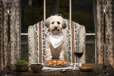dog sitting at dinner table