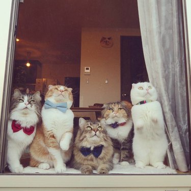 5 cats in window
