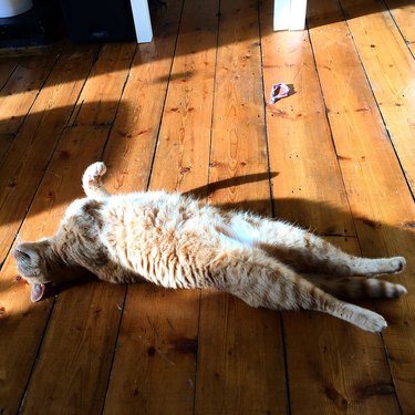 cat sleeping on floor