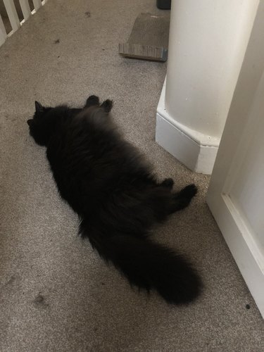 cat stretched out on floor