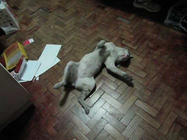 cat stretched out on floor