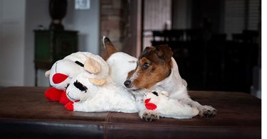 Dog with lamb chop dog toys of varying sizes.