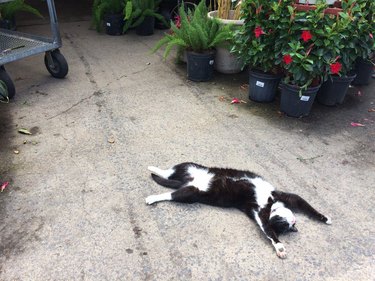 cat stretched out on floor