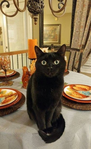cat sits on dinner table
