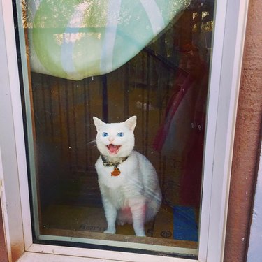 cat in window excited to see person