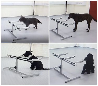 A 4-panel image of 4 black dogs participating in a research study by smelling tubes