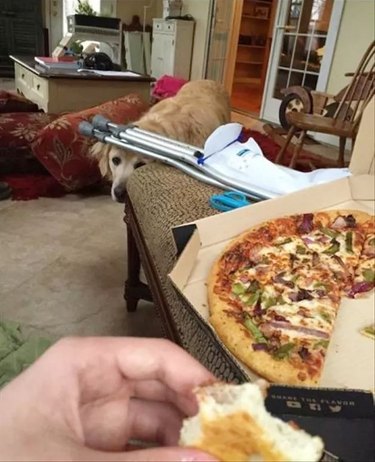 Clearly visible dog trying to hide while watching photographer eat pizza