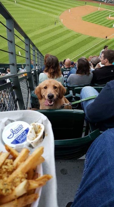 dog at baseball game begs for french fries