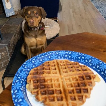 Dog staring intently at waffle.