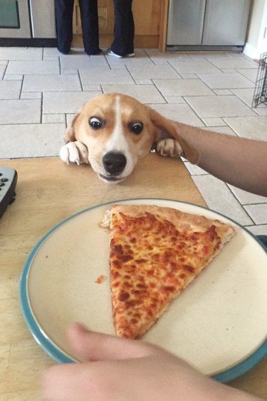 Dog attempting to reach pizza on table