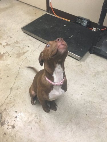 Excited looking pit bull with extremely waggy tail