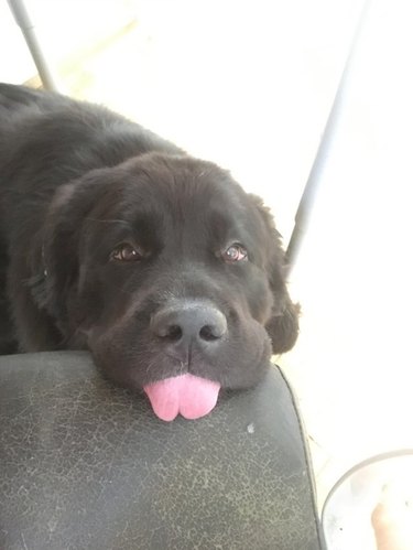 dog begs for food with tongue out
